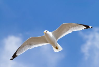 Mavi gökyüzünde uçan tek martı