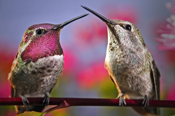 We love each other — Stock Photo, Image