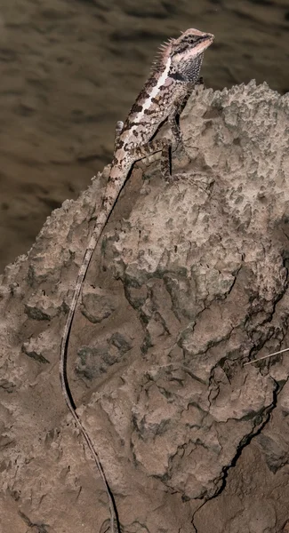 Lagarto da Tailândia — Fotografia de Stock