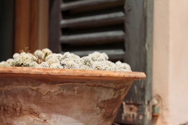 Az agyagedényt, szelektív összpontosít, mediterrán stílusú kis kaktuszok — Stock Fotó