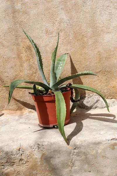 Aloe plant in pot, mediterranean style — Stock Photo, Image