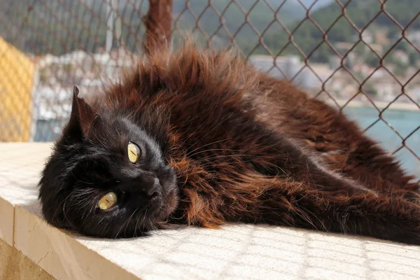 Carino gatto marrone sdraiato al sole — Foto Stock