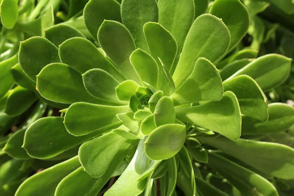エケベリア植物のクローズ アップ — ストック写真