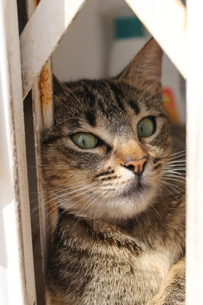 窗台上的小猫咪 — 图库照片