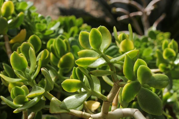 Closeup of green succulent plant — Stock Photo, Image