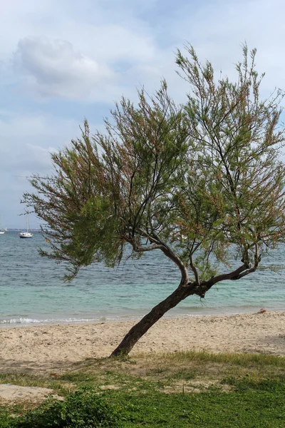 Árbol verde en la playa —  Fotos de Stock