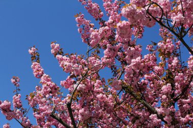 mavi gökyüzü güzel pembe kiraz çiçeği