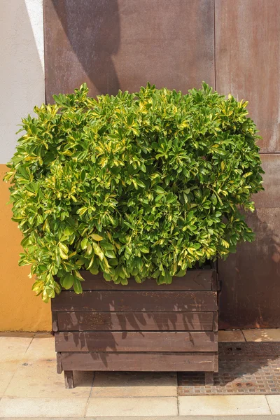 Groene boom in houten container op straat — Stockfoto