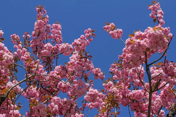 Beautiful pink cherry blossom against blue sky — Stock Photo, Image