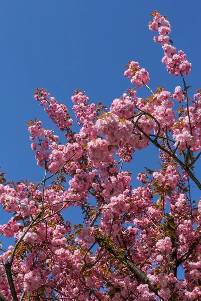 Krásný růžový třešňový květ proti modré obloze — Stock fotografie