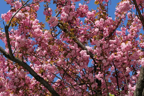 Krásný růžový třešňový květ proti modré obloze — Stock fotografie
