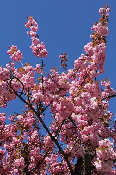 Beautiful pink cherry blossom against blue sky — Stock Photo, Image