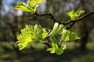 ağaç dal üzerinde genç yeşil yaprakları