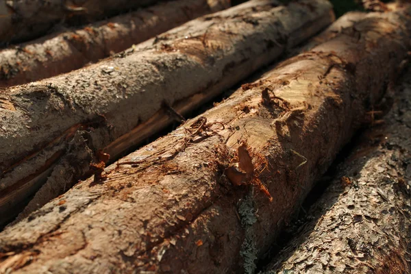 Closeuop of wooden logs — Stock Photo, Image