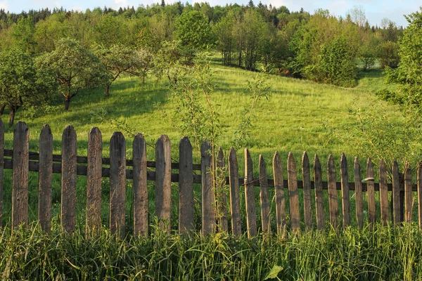 Vidéki táj, a régi fa mező — Stock Fotó