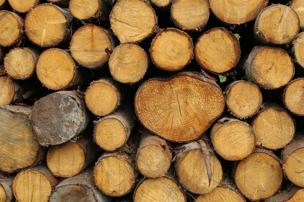 Wood logs background — Stock Photo, Image