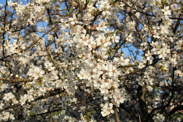 Bílý strom Kvetoucí třešeň na jaře — Stock fotografie
