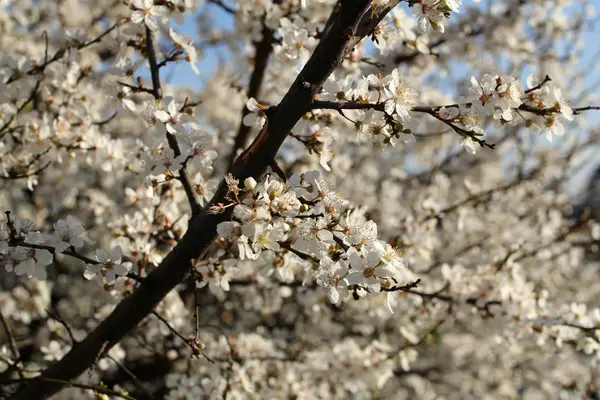 Bílé Třešňové květy v jarní sezóně — Stock fotografie