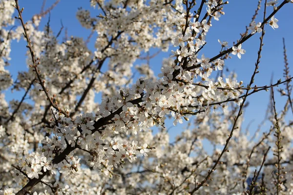 White cherry flowers against blue sky — Stock Photo, Image