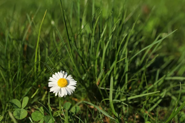 Yemyeşil çimen papatya çiçeği — Stok fotoğraf