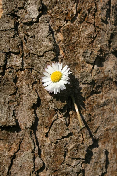 Daisy ağaç gövdesi — Stok fotoğraf