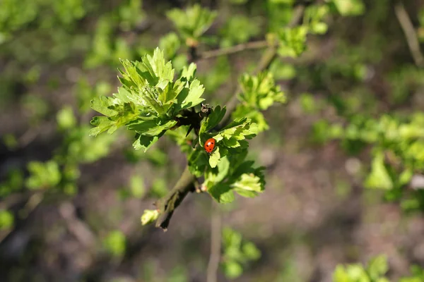 Ladybug on twig with young leaves — Stock Photo, Image