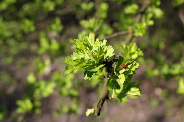 Ladybug on twig with young leaves — Stock Photo, Image