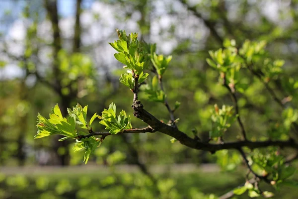 Branch with young green leaves — Stock Photo, Image
