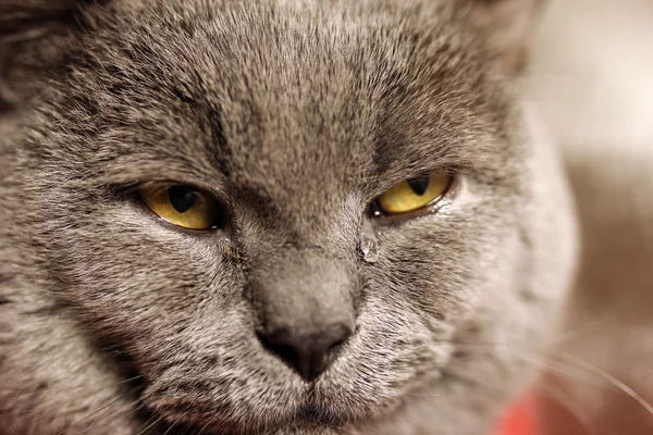 Gato triste, close-up em uma lágrima no olho — Fotografia de Stock