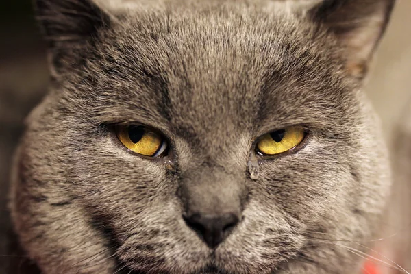 Gato triste, ojos cercanos —  Fotos de Stock