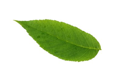 Beyaz arkaplanda yeşil yaprak