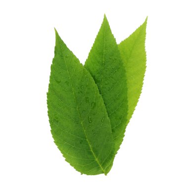 beyaz arkaplanda yeşil yapraklar