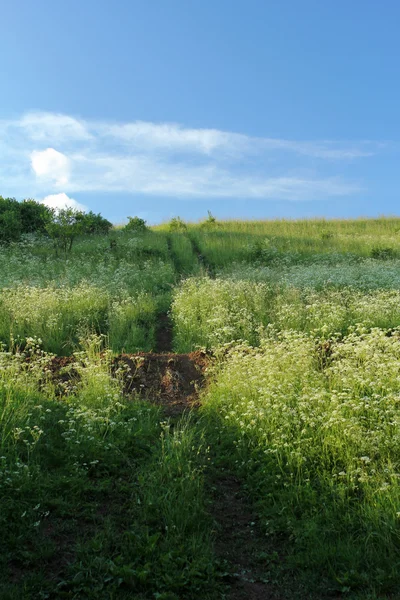 Camino en el campo en el día soleado. paisaje de verano — Foto de Stock