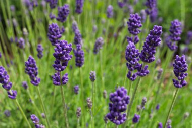 Closeu lavanta çiçek