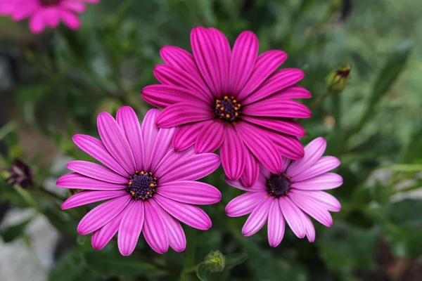 Gros plan de fleurs de margaret rose — Photo