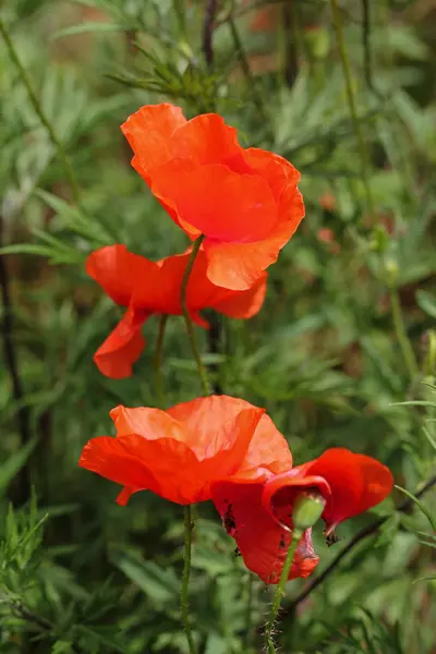 Gros plan de fleur de pavot rouge — Photo