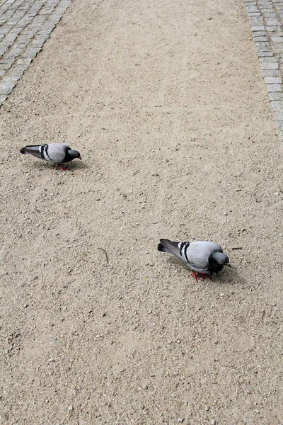 Two pigeons on an alley in the park — Stock Photo, Image