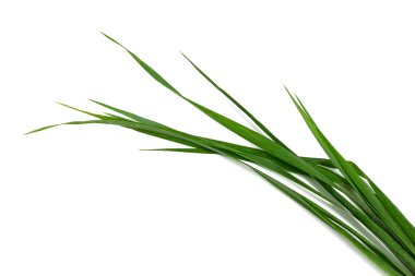 çimen su ile beyaz arka plan üzerinde damla