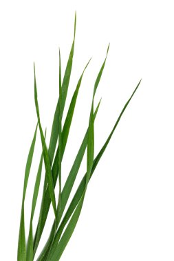 beyaz zemin üzerine çimen