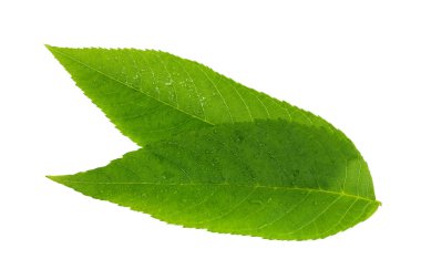 Beyaz arkaplanda yapraklar