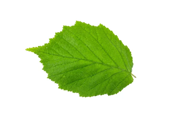 Feuille vert noisette avec des gouttes d'eau sur fond blanc — Photo