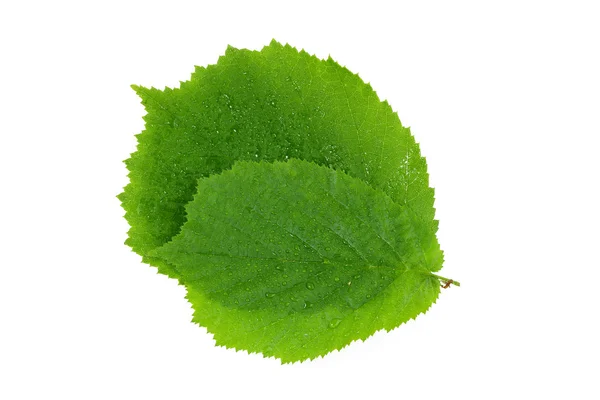 Hazel zielonych liści na białym tle — Zdjęcie stockowe