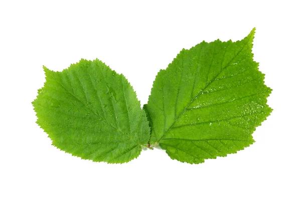 Grüne Haselblätter mit Wassertropfen auf weißem Hintergrund — Stockfoto