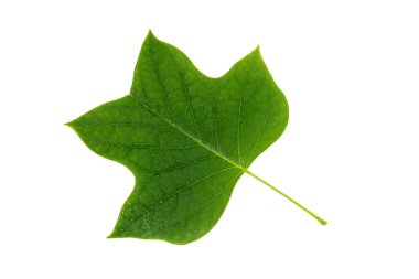 Beyaz arkaplanda yeşil yaprak