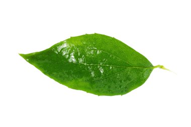 Beyaz arkaplanda su damlaları olan yeşil yaprak