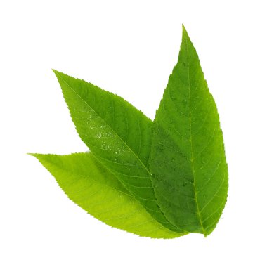 Yeşil su damlaları ile beyaz zemin üzerine bırakır.