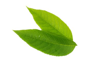 Yeşil su damlaları ile beyaz zemin üzerine bırakır.