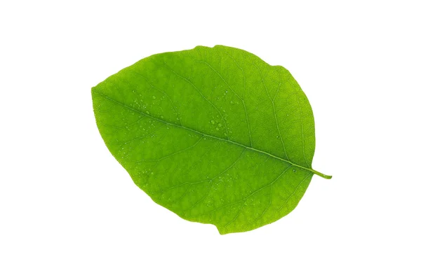 하얀 배경에 물방울이 떨어지는 녹색 잎 — 스톡 사진