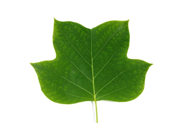 Hoja verde sobre fondo blanco —  Fotos de Stock