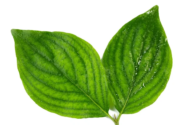 흰색 바탕에 물 방울과 녹색 잎 — 스톡 사진